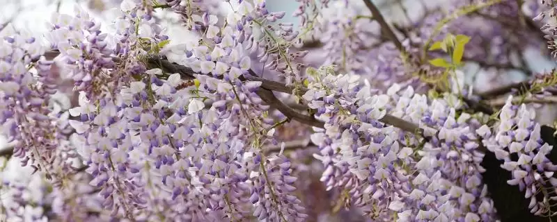 紫藤花产地的分布和要点？了解紫藤花产地需关注哪些关键信息？-会东网