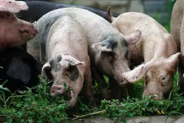 防治猪高热病的方法和重点？养猪要做好哪些疫病防控关键细节？插图3