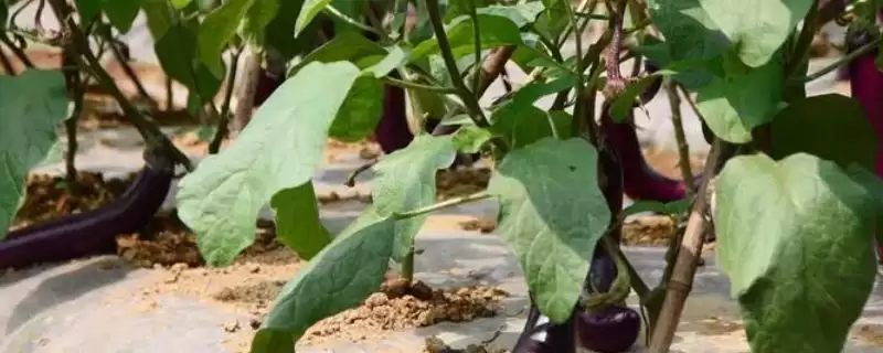 茄子打底叶时间秘籍:门茄2-3厘米左右第一次的要点-会东网