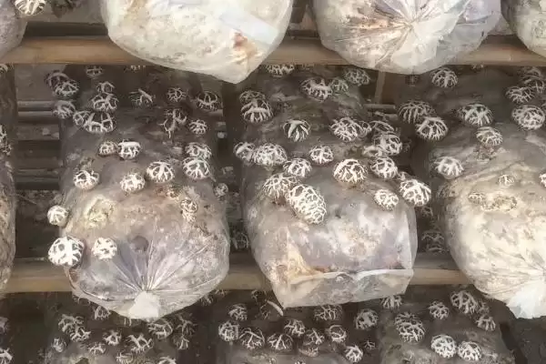 图片[4]-形成花菇的方法和重点？形成花菇要做好哪些细节？-会东网