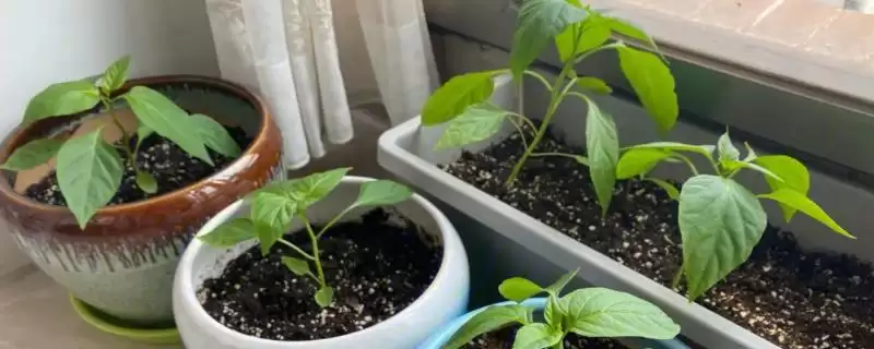 判断阳台种植辣椒是否需要天天浇水的方法和重点？判断阳台种植辣椒是否需要天天浇水要做好哪些细节？-会东网