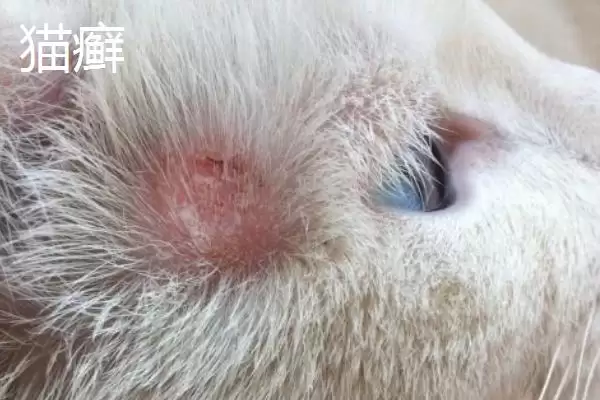 猫咪得奶癣的原因是什么 ,应激反应可能导致猫咪得奶癣插图3 猫咪得奶癣的原因是什么 ,应激反应可能导致猫咪得奶癣插图3