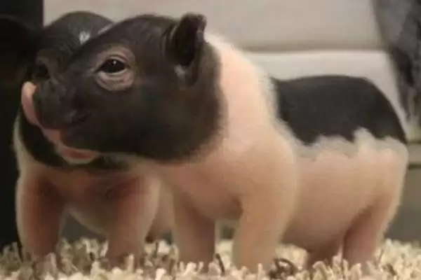 迷你猪到底会不会长大呢 ,迷你猪虽长得慢但最终也是会长大的插图1
