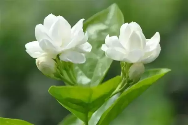 图片[5]-庭院花卉种植优选：太阳花、腊梅花打造美丽家园-会东网