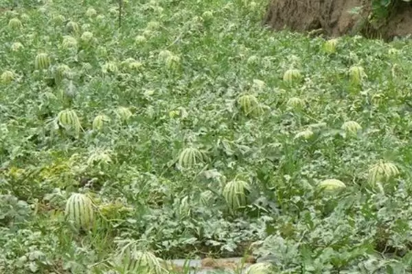 西瓜后期管理方法的方法和重点?西瓜后期管理要做好哪些细节?插图2 西瓜后期管理方法的方法和重点?西瓜后期管理要做好哪些细节?插图2