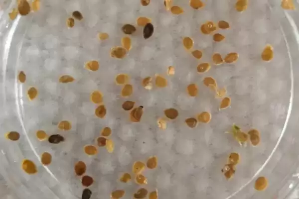 辣椒种子的浸泡方法 ,辣椒种子用多少度清水泡多久合适?插图1 辣椒种子的浸泡方法 ,辣椒种子用多少度清水泡多久合适?插图1