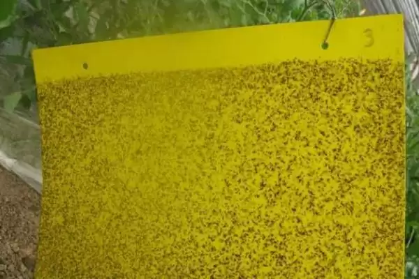 图片[8]-夏秋季避免烟粉虱蔓延的方法和要点？防治烟粉虱蔓延需注意什么？-会东网
