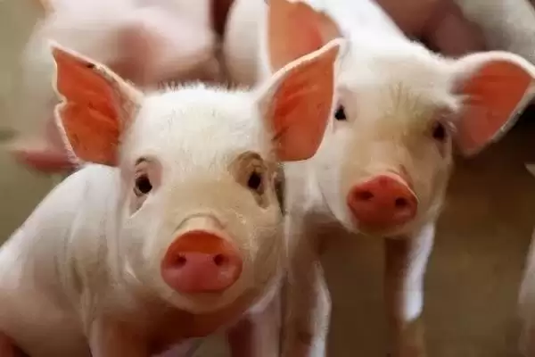 识别新生仔猪正常粪便状态的方法和重点?养猪要做好哪些健康观察细节?插图5 识别新生仔猪正常粪便状态的方法和重点?养猪要做好哪些健康观察细节?插图5