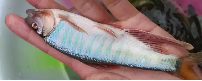 马口鱼是怎样的鱼类 ,马口鱼一般在水体哪里活动-会东网