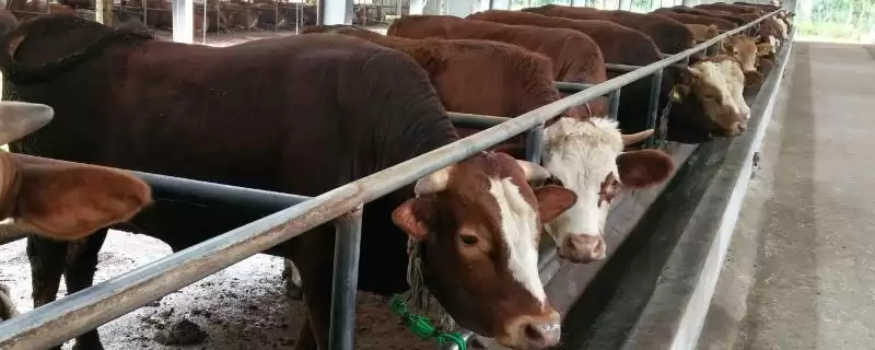 牛圈冬天保暖攻略:通风口覆盖塑料布的实用技巧-会东网