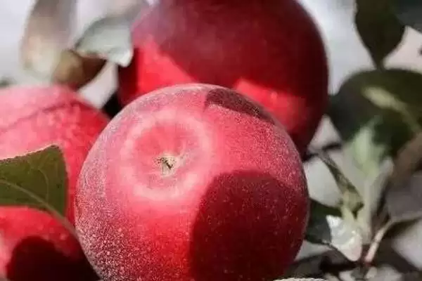 宇宙脆苹果有什么特点，用冰箱冷藏可保鲜1年插图2