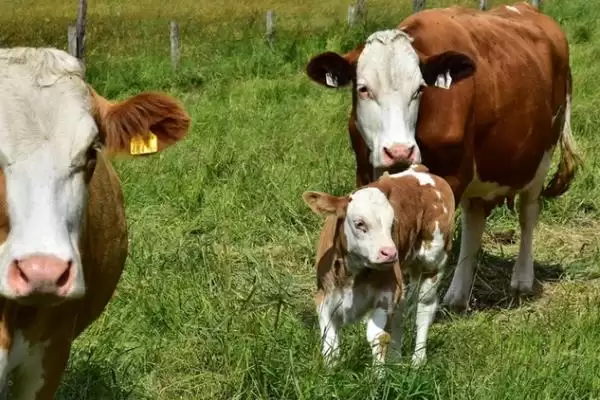 规划 50 亩农场的方法和重点?养猪要做好哪些规划细节?插图3 规划 50 亩农场的方法和重点?养猪要做好哪些规划细节?插图3