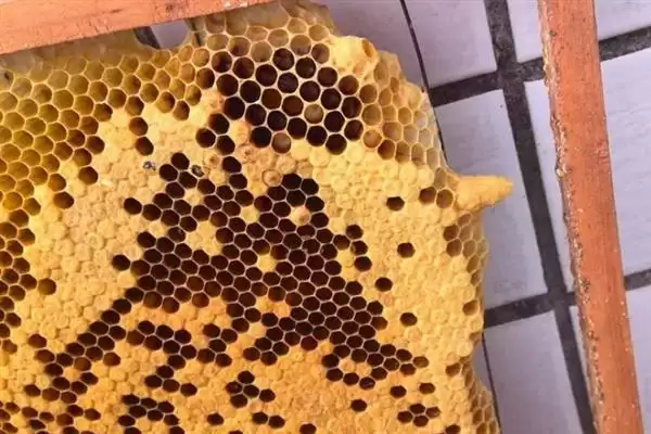 蜂王网购回来后如何介王，关入介王器中并喷洒蜂蜜水、待蜂群接受蜂王后再释放插图1