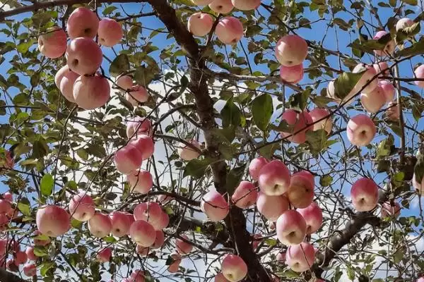 宜川的苹果为什么有名，当地日照充足导致苹果鲜艳含糖高插图2