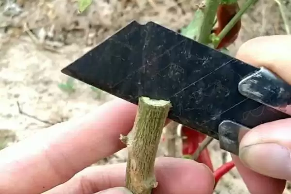 辣椒的嫁接方式 ,辣椒嫁接有哪些具体的方式呢?插图2 辣椒的嫁接方式 ,辣椒嫁接有哪些具体的方式呢?插图2