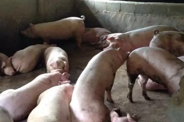 秋季养猪注意要点：猪圈保暖的多种方法及意义插图3