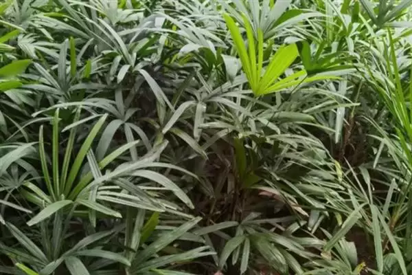 图片[6]-棕竹作用的种类和要点？了解棕竹作用需关注哪些关键信息？-会东网