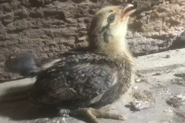 治疗小鸡站不起来病症的方法和重点?养鸡要做好哪些健康护理?插图3 治疗小鸡站不起来病症的方法和重点?养鸡要做好哪些健康护理?插图3