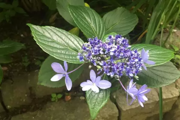 图片[6]-夕雾花花语的含义和要点？理解夕雾花花语需关注哪些关键？-会东网