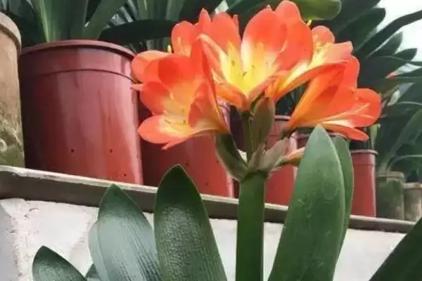 君子兰夏季的管理方法 ,君子兰夏季适合怎样的生长环境?插图1 君子兰夏季的管理方法 ,君子兰夏季适合怎样的生长环境?插图1