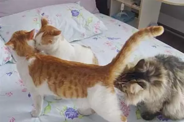 猫在几月份会开始发情呢 ,猫一般 6-12 月龄开始进入发情期插图4 猫在几月份会开始发情呢 ,猫一般 6-12 月龄开始进入发情期插图4