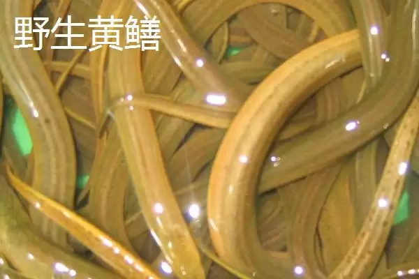 图片[2]-如何辨别黄鳝是否野生？鉴别黄鳝是否野生要掌握哪些辨别技巧？-会东网