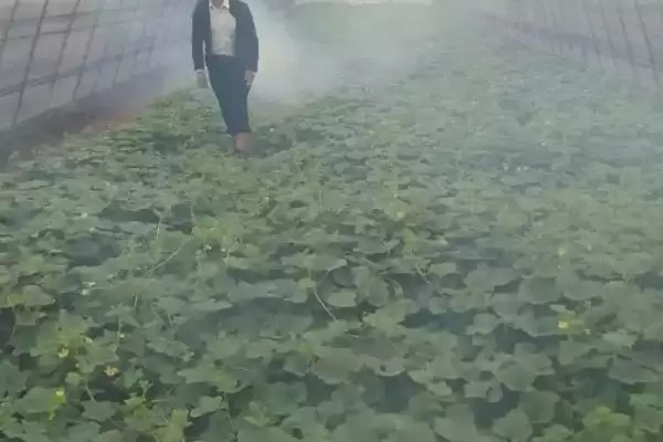 图片[3]-如何降低蔬菜种植中的农药残留？种植蔬菜降低农药残留要采取哪些方法？-会东网