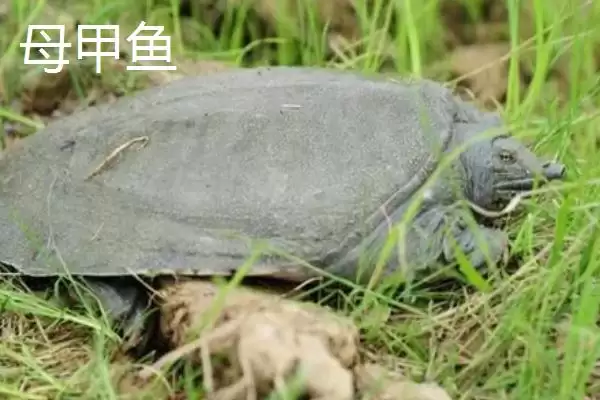 图片[4]-清溪花鳖的产地溯源：原产于东苕溪流域的地理优势-会东网