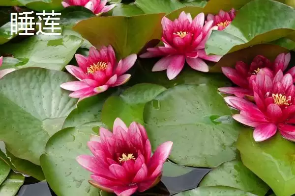 睡莲和碗莲的区别？区分睡莲和碗莲要关注哪些重要的形态和生长差异？插图3