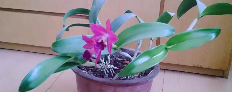 如何半水培养殖卡特兰？半水培养殖卡特兰要遵循哪些操作步骤？-会东网