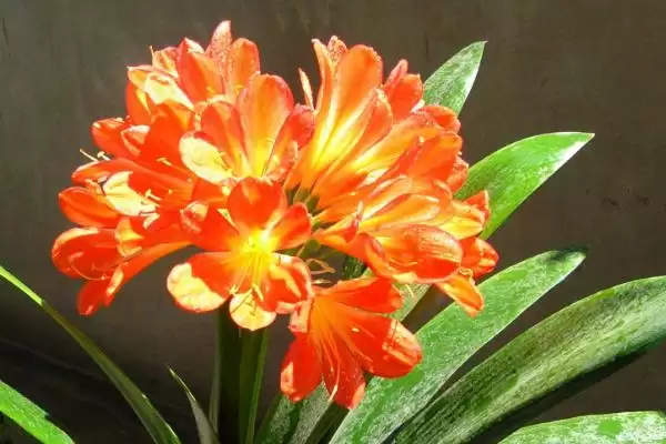 君子兰夏季烂根的处理 ,君子兰夏季烂根怎么重新栽种呢?插图1 君子兰夏季烂根的处理 ,君子兰夏季烂根怎么重新栽种呢?插图1