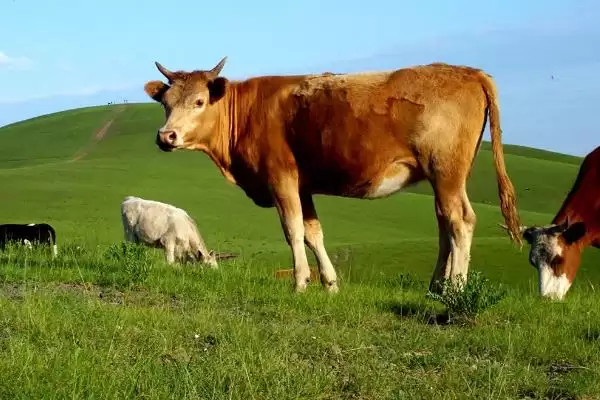 牛的繁殖之道:人工与自然配种的方法与选择插图5 牛的繁殖之道:人工与自然配种的方法与选择插图5