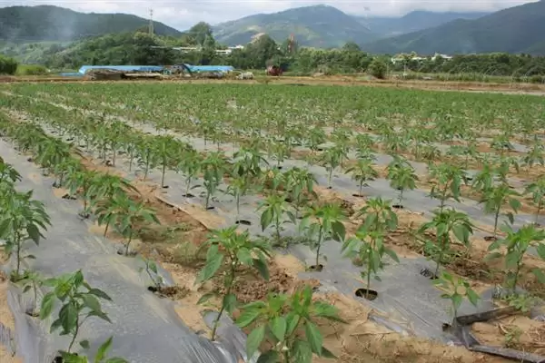 辣椒适龄壮苗的生育期 ,辣椒春季育苗为何需 70-100 天?插图8 辣椒适龄壮苗的生育期 ,辣椒春季育苗为何需 70-100 天?插图8