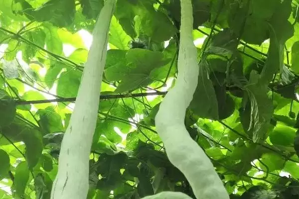 蛇瓜收获的方法和重点？收获蛇瓜要做好哪些细节？插图3
