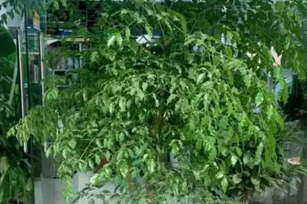 图片[4]-挽救幸福树根部发黑腐烂的方法和重点？挽救幸福树根部发黑腐烂要做好哪些细节？-会东网