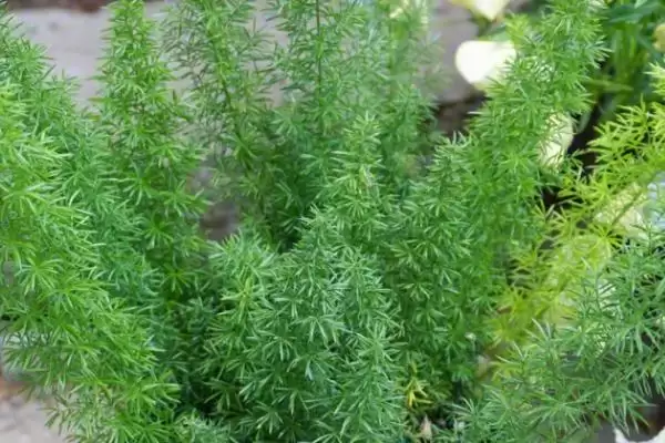 图片[2]-天门冬的种植技术？种植天门冬要遵循哪些科学的种植方法和管理要点？-会东网