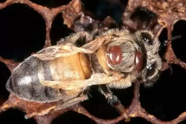 蜂螨如何产生,可交配繁殖或寄生在蜜蜂身上插图3 蜂螨如何产生,可交配繁殖或寄生在蜜蜂身上插图3