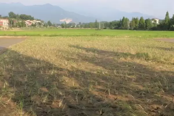 图片[2]-夏枯草种植的技术和要点？种植夏枯草要掌握哪些关键技术步骤？-会东网