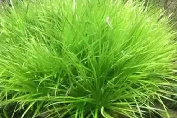 计算一头猪一天产粪尿量的方法和重点？养猪要做好哪些养殖数据统计细节？插图8