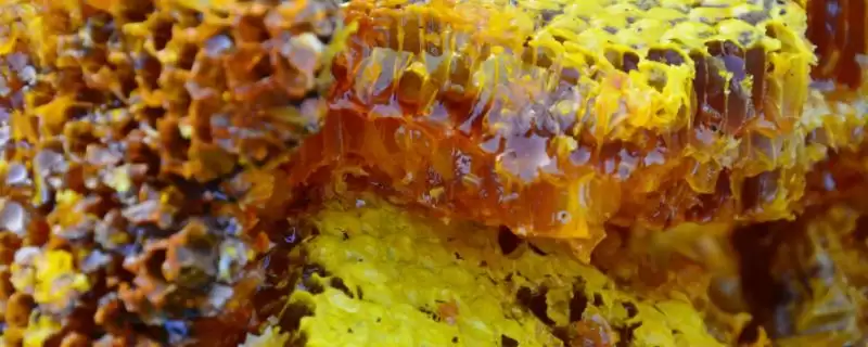 正宗椴树蜜的特征,质地粘稠呈水白色-会东网