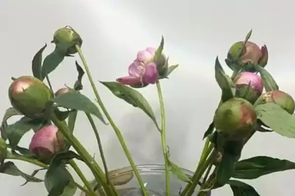 图片[10]-盆栽芍药覆土厚度奥秘：3-4厘米左右的科学依据-会东网