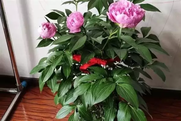 图片[6]-秋天芍药花施肥要点：秋天施肥对芍药生长的作用-会东网