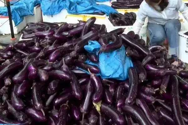 茄子存放时间揭秘：常温仅2天左右的保鲜奥秘插图1