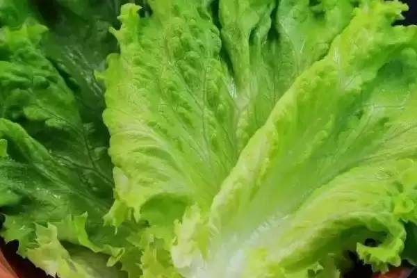 图片[8]-夏天种能快速生长蔬菜的种类和要点？夏天选种速生蔬菜需关注哪些品种？-会东网