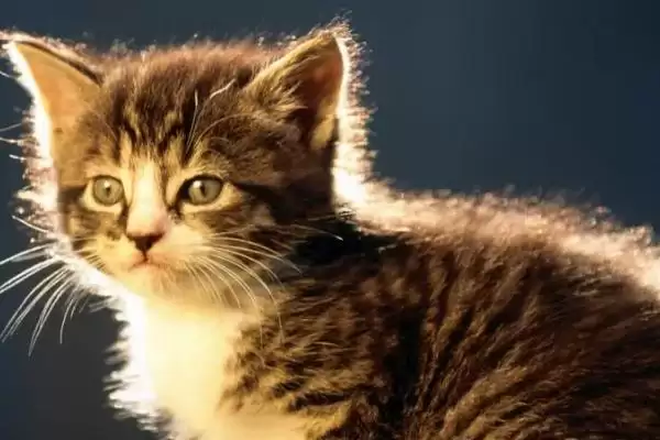 猫咪拉肚子脱水该怎么处理 ,猫咪拉肚子脱水需依原因针对性处理插图1