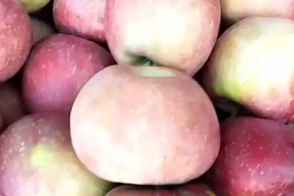 大凉山丑苹果好不好吃，果肉甘甜且细腻插图3