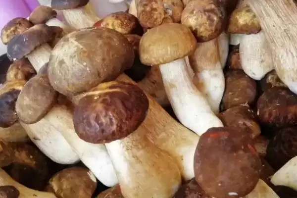 图片[6]-农村珍稀食用菌品种探秘：5种前景大好的种植选择-会东网