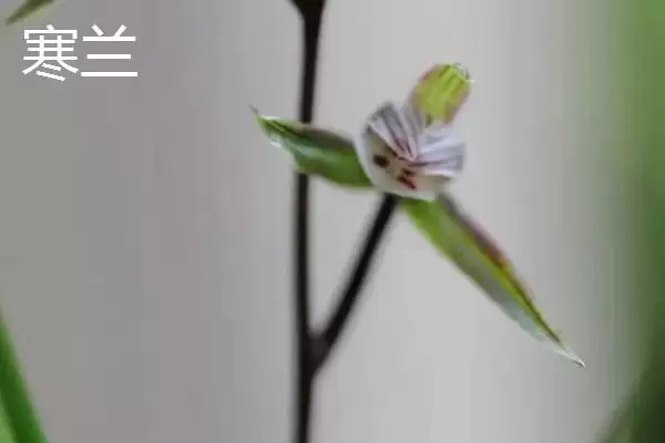 兰花的品种分类 ,兰花主要分为哪些常见品种呢?插图5 兰花的品种分类 ,兰花主要分为哪些常见品种呢?插图5