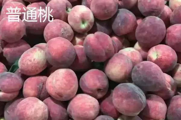 图片[3]-黄桃和普通桃的区别，黄桃呈金黄色、普通桃子呈青色外带一点粉红色-会东网