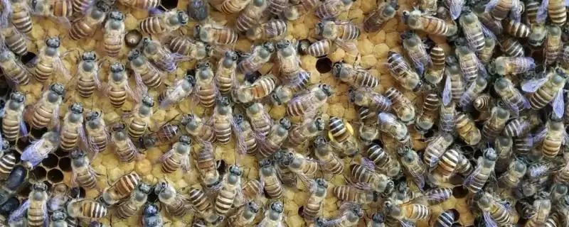 怎样识别作盗群,可在被盗群的巢门口撒些白色面粉或其他无毒的颜料插图 怎样识别作盗群,可在被盗群的巢门口撒些白色面粉或其他无毒的颜料插图